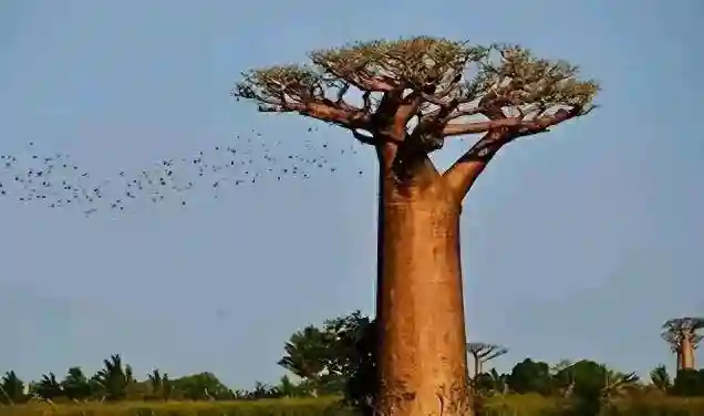 一棵猴面包树，带给一家五口的生存奇迹！