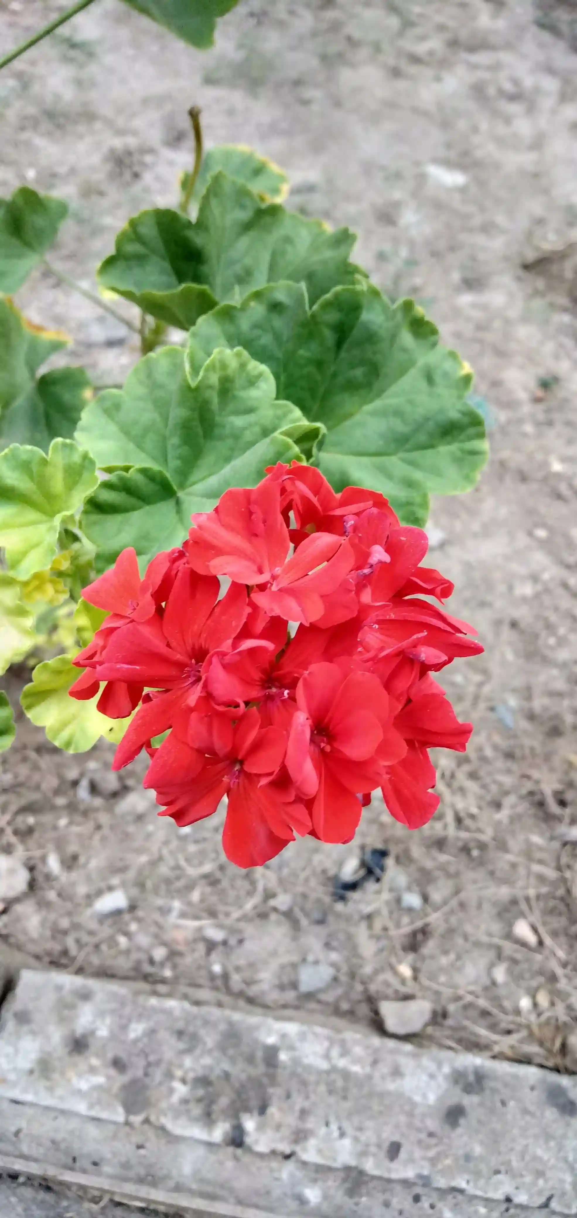 不相信一些技术和艺术培训班，您认为值得信吗？