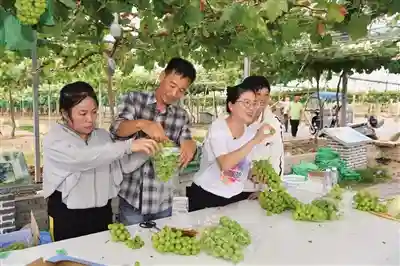 农货“借网”变现如何打通堵点？