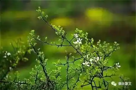 于鸿丽‖素心如雪