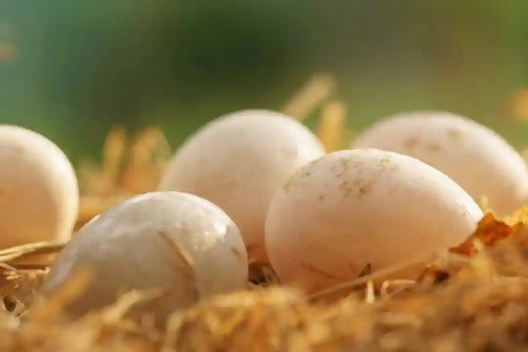 蛋黄酥只用咸鸭蛋，是瞧不起鸡蛋吗