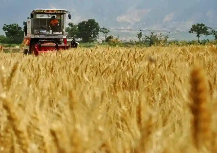 从新手面包师向王牌面包师进阶！一篇文章看懂【面粉】知识与使用