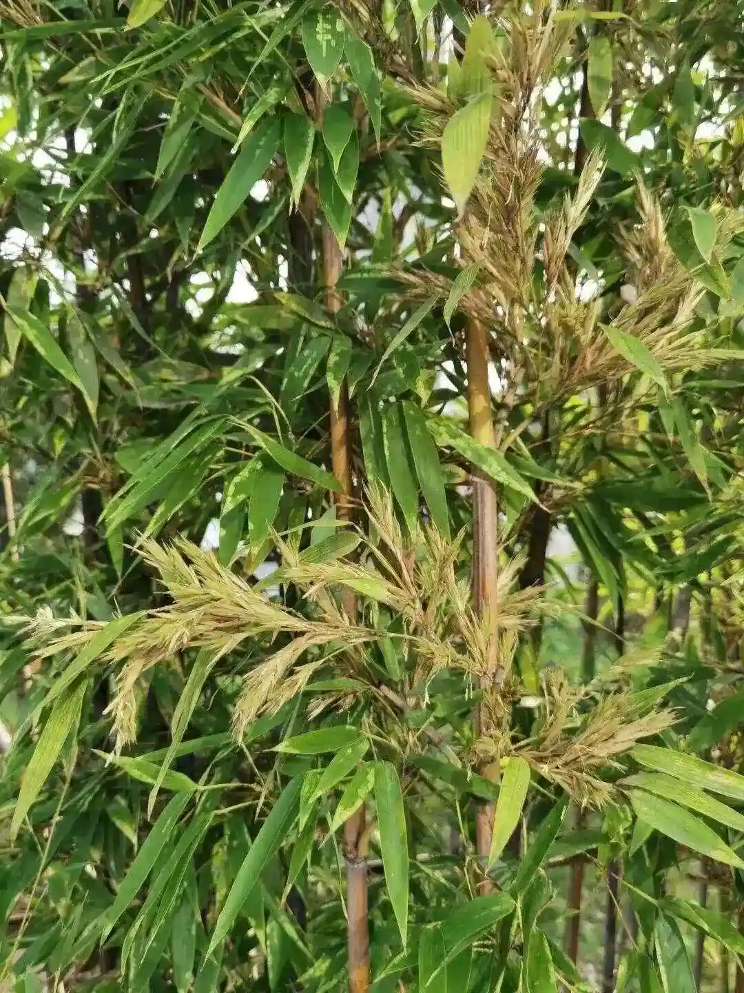 竹子和水稻竟然能杂交？生长出的竹稻有1.5米高，还带有竹子清香