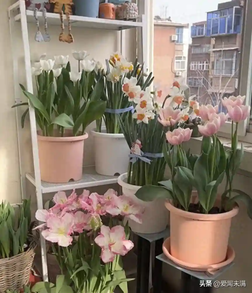 厉害！小苏打是“养花万能肥”，你还不知道怎么用吗？