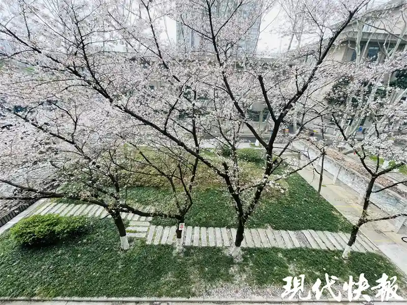 不负春光不负樱！东大最美樱花教室如约而至，云赏最文艺赏樱地