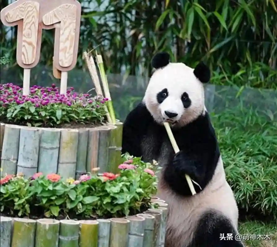 离谱！韩国饲养员给大熊猫准备带钉子的蛋糕，材料还是重复利用