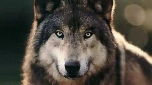 王永利：猎户季老二放下猎枪的故事