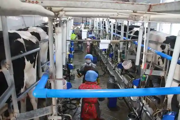 “牛官”圆梦——记康华乳业总经理李汝祥