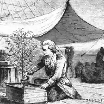 历史｜咖啡的起源与传播