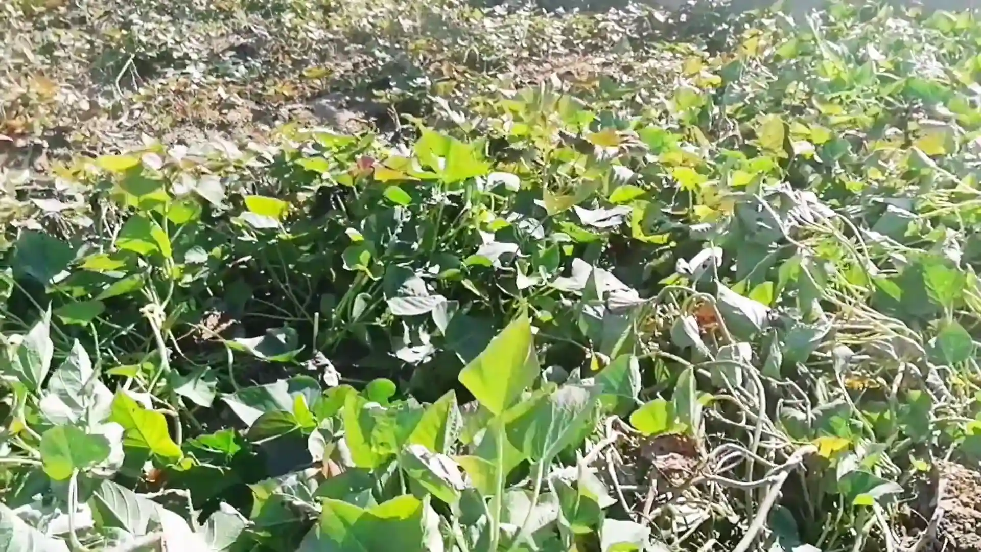 淮阳中学初中部：薯香满园劳动之美