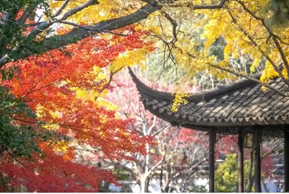 走进稻香村，品味美味糕点的门店打卡必备指南